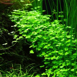 گیاه آبزی آکواریوم پلنت چمن مارش Hydrocotyle Tripartita