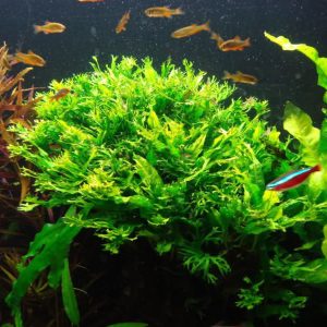 گیاه آبزی آکواریوم پلنت سرخس جاوا ویندلو کوچک Microsorum pteropus ‘Windeløv’ (5 برگی)