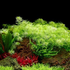 گیاه آبزی آکواریوم پلنت مریفلیوم ماتوگروسنس Myriophyllum mattogrossense(پک 4 شاخه)