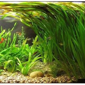 گیاه آبزی آکواریوم پلنت گندمی ساده Vallisneria Spiralis (Jungle Val)( پک 4 بوته)