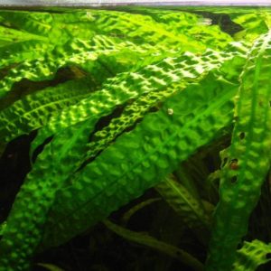 گیاه آبزی آکواریوم پلنت کریپتون چروک Cryptocoryne aponogetifolia