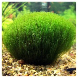 گیاه آبزی آکواریوم پلنت خزه ریپاریوم Leptodictyum riparium