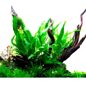 گیاه آبزی آکواریوم پلنت جاوا فرن ریز Java Fern Petite ( پک 5 برگی )