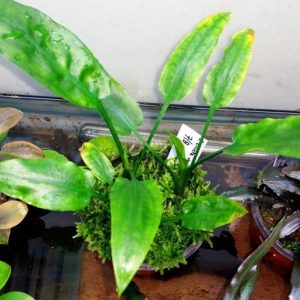 گیاه آبزی آکواریوم پلنت کریپتون برگ پهن Cryptocoryne ciliata