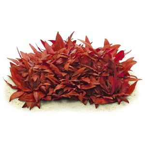 گیاه آبزی آکواریوم پلنت آلترنانترا رینکی مینی Alternanthera Reineckii Mini (پک 4 شاخه)