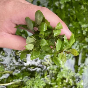 گیاه آبزی آکواریوم پلنت آمانیا سنگالنسیس Ammannia Senegalensis (پک 3 شاخه)