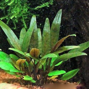 گیاه آبزی آکواریوم پلنت کریپتون بچتی Cryptocoryne Petchii