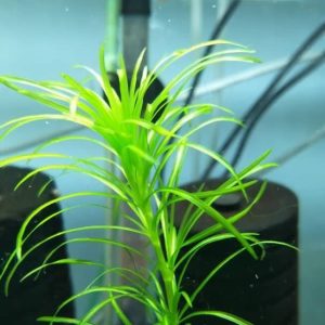 گیاه آبزی آکواریوم پلنت دم گربه نخل NAJAS GRAMINEA( پک 4 شاخه)
