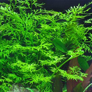 گیاه آبزی آکواریوم پلنت سراتوپتریس برگ نازک Ceratopteris Siliquosa ( پک 4 شاخه)