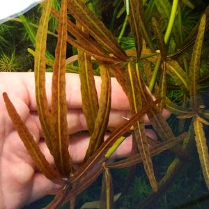 گیاه آبزی آکواریوم پلنت هیگروفلیا تایگر قهوه ای  Hygrophila polysperma ‘Tiger'( پک 4 شاخه)