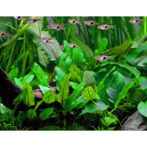 گیاه آبزی آکواریوم پلنت کریپتون وندتی Cryptocoryne wendtii Green