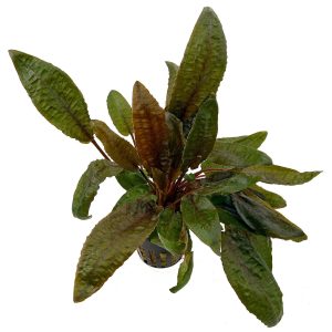 گیاه آبزی آکواریوم پلنت کریپتون تروپیکا Cryptocoryne Tropica