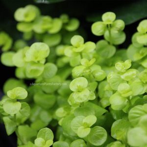 گیاه آبزی آکواریوم پلنت لیسیماشیا سبز Lysimachia nummularia( پک 5 شاخه )