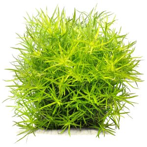 گیاه آبزی آکواریوم پلنت علف ستاره ای Heteranthera zosterifolia( پک 5 شاخه)