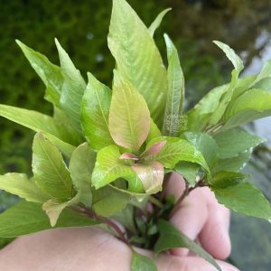 گیاه آبزی آکواریوم پلنت هیگروفلیا سیبی Hygrophila corymbosa(پک 3 شاخه)
