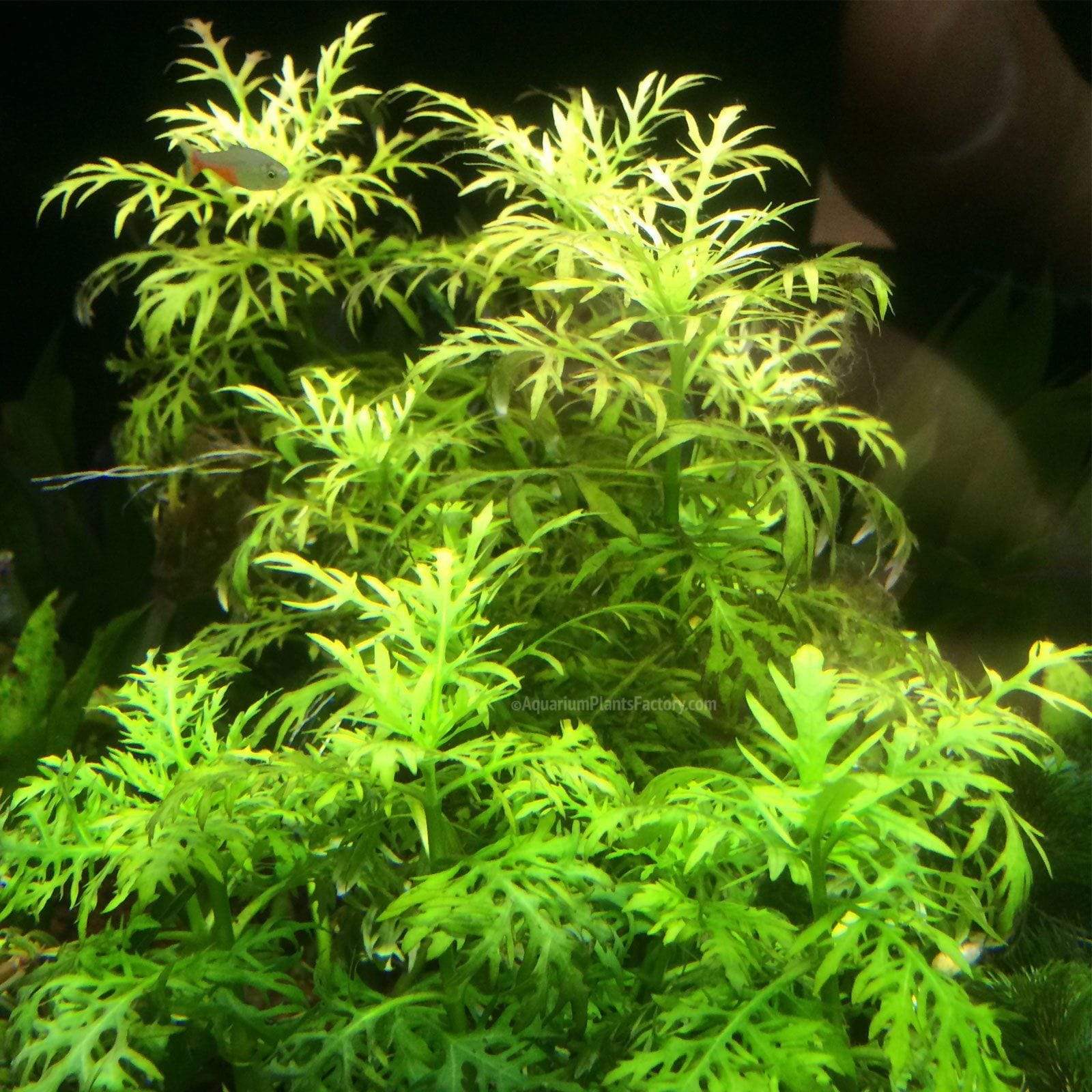 گیاه آبزی آکواریوم پلنت هیگروفلیا سرخسی Hygrophila Difformis( پک 4 شاخه) - Image 3