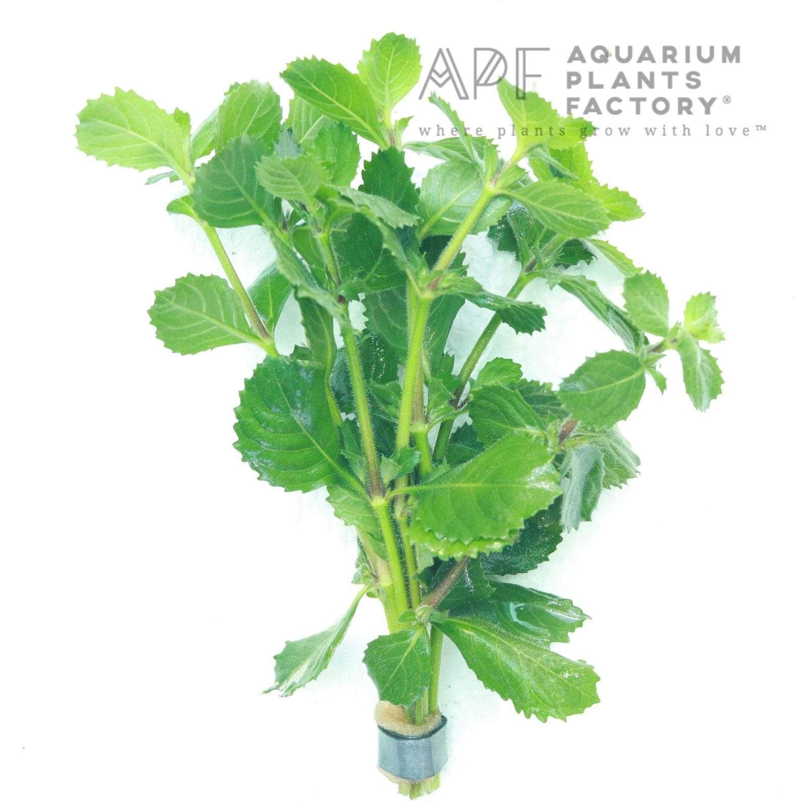 گیاه آبزی آکواریوم پلنت هیگروفلیا سرخسی Hygrophila Difformis( پک 4 شاخه) - Image 4