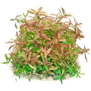 گیاه آبزی آکواریوم پلنت هیگروفلیا رزانویچ Sunset Hygrophila ( پک 4 شاخه)