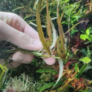 گیاه آبزی آکواریوم پلنت هیگروفلیا اس پی تایگر سبز Hygrophila polysperma “Tiger”( پک 4 شاخه)