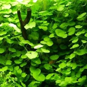 گیاه آبزی آکواریوم پلنت قدح مریم برزیلی Hydrocotyle leucocephala( پک 4 شاخه)