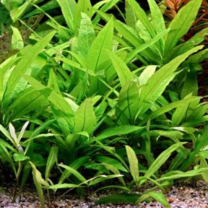 گیاه آبزی آکواریوم پلنت هیگروفلیا بیدی Hygrophila Siamensis( پک 3 شاخه)