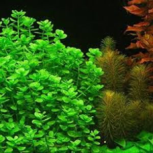 گیاه آبزی آکواریوم پلنت باکوپا منیری Bacopa Moneywort (پک 5 شاخه)