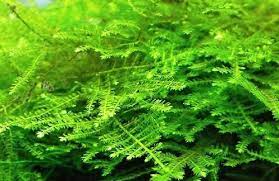 گیاه آبزی آکواریوم پلنت خزه کریسمس Christmas Moss - Image 3