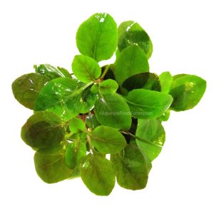 گیاه آبزی آکواریوم پلنت لوبلیا کاردینال Lobelia cardinalis ‘Mini’ (پک 4 شاخه)