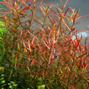 گیاه آبزی آکواریوم پلنت لودوجیا لاکستریس Ludwigia x lacustris (پک 3 شاخه)