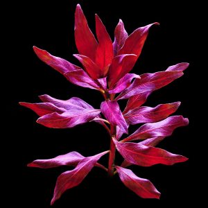 گیاه آبزی آکواریوم پلنت لودوجیا گلاندولوسا Ludwigia Glandulosa (پک 3 شاخه)