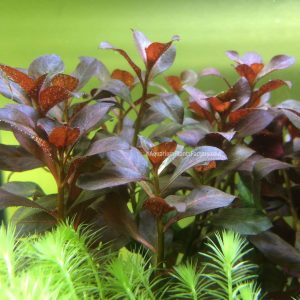 گیاه آبزی آکواریوم پلنت لودوجیا روبین Ludwigia Rubin (پک 3 شاخه)