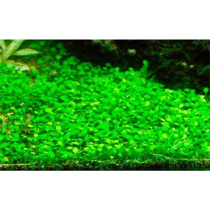 گیاه آبزی آکواریوم پلنت چمن مارسیلیا Marsilea crenata