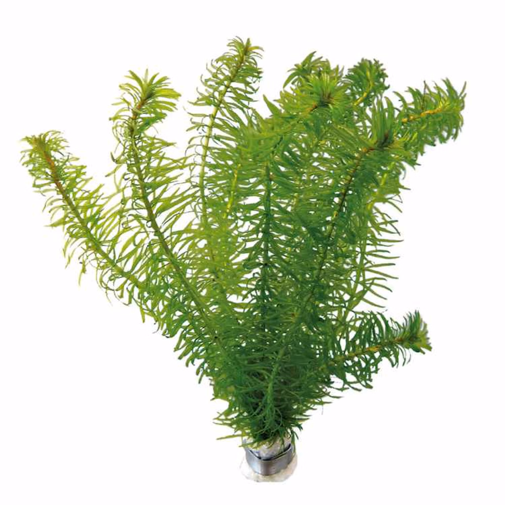 گیاه آبزی آکواریوم پلنت دم گربه Egeria densa (پک 4 شاخه )