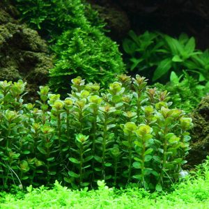 گیاه آبزی آکواریوم پلنت روتالا بنسای Rotala indica (پک 5 شاخه)
