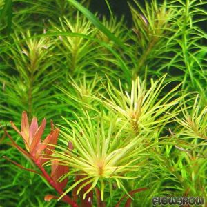 گیاه آبزی آکواریوم پلنت روتالا نان جنشان  Rotala sp.Nanjenshan Rotala (نیم پک کشت بافت)