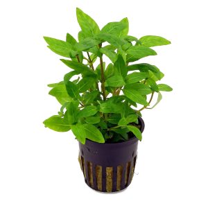 گیاه آبزی آکواریوم پلنت استروژن Staurogyne repens (پک 4 شاخه)
