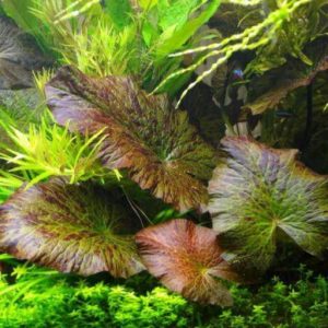 گیاه آبزی آکواریوم پلنت نیلوفر قرمز ببری Nymphaea lotus Tiger Lotus