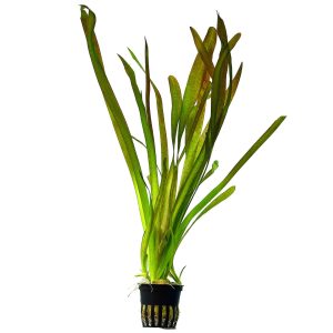 گیاه آبزی آکواریوم پلنت گندمی غول پیکر Vallisneria Gigantea_( پک 3 بوته)