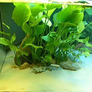 گیاه آبزی آکواریوم پلنت اچینودروس آرژانتین Echinodorus Argentinensis