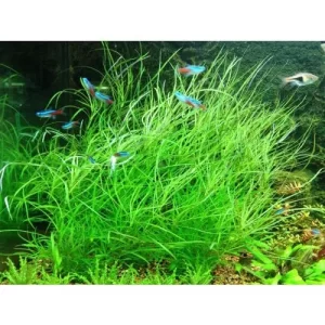 گیاه آبزی آکواریوم پلنت پوگستمون اکتاپوس Pogostemon quadrifolius (پک 4 شاخه)