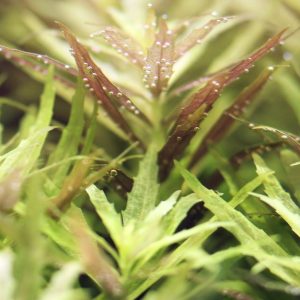 گیاه آبزی آکواریوم پلنت لیمنوفلیا آروماتیکا Limnophila aromatica (پک 2 شاخه)