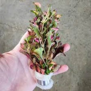 گیاه تراریومی نیمه آبزی آلترنانترا دورنگ رویال ALTERNANTHERA BETTZICKIANA RED (پک 4 شاخه)