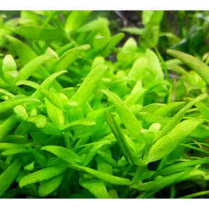 گیاه آبزی آکواریوم پلنت آمانیا کاپیتلا Ammannia capitellata ( پک 4 شاخه)