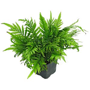گیاه آبزی آکواریوم پلنت بولبیتیس Bolbitis heudelotii( پک 5 برگی )