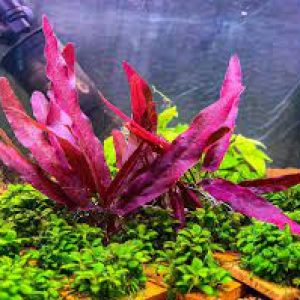 گیاه آبزی آکواریوم پلنت بارکلایا قرمز Barclaya longifolia Red