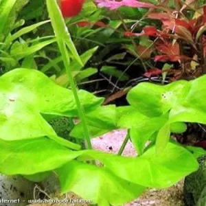 گیاه آبزی آکواریوم پلنت نیلوفر سبز Nymphaea glandulifera