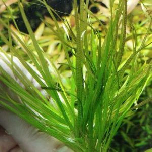 گیاه آبزی آکواریوم پلنت بکسیا جاپونیکا Blyxa japonica