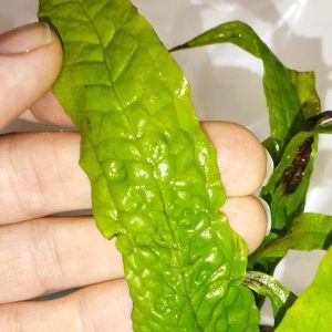 گیاه آبزی آکواریوم پلنت سرخس جاوا پهن برگ Microsorum pteropus “Latifolius” (پک 5 برگی)