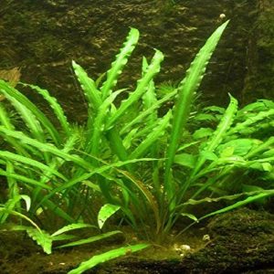 گیاه آبزی آکواریوم پلنت کریپتوکورین اسپیرالیس Cryptocoryne spiralis