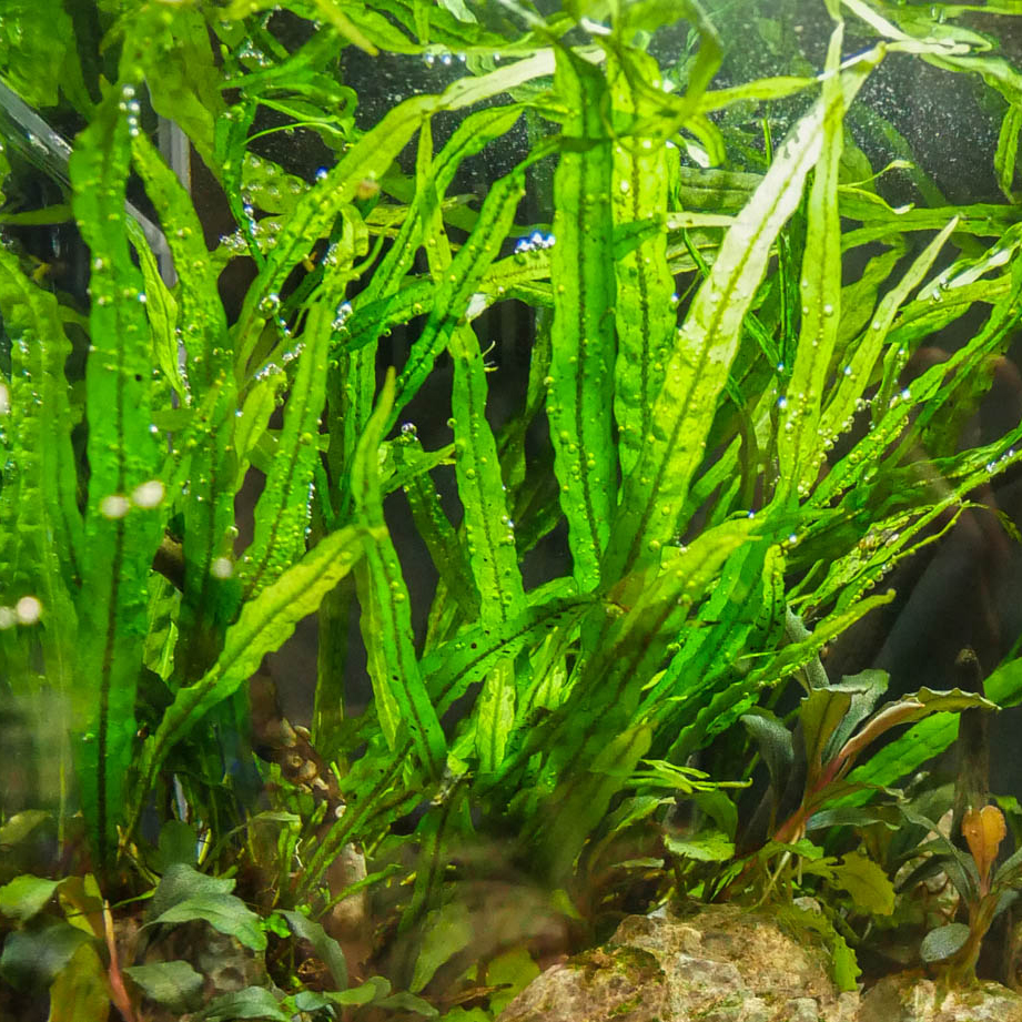 گیاه آبزی آکواریوم پلنت سرخس جاوا تایوان Microsorum pteropus "Taiwan Narrow"(پک 5 برگی) - Image 3
